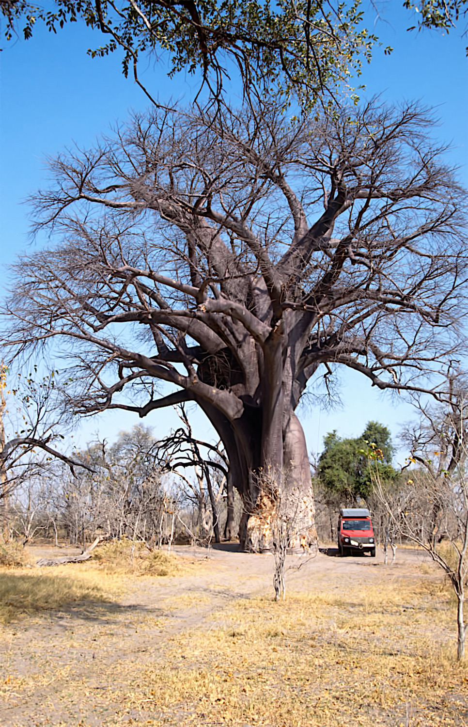 101_G-am-Baobab-Moremi_Botswana_08_1991-1