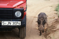 013_Ameib-Warzenschwein_Namibia_03_1991-1