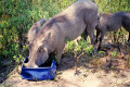 272a__Namibia1991_BotswanaTshobeNatPark_Maerz-1